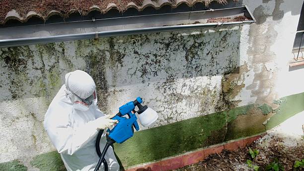 Top rated local Mold Remediation specialists in Groveton, VA